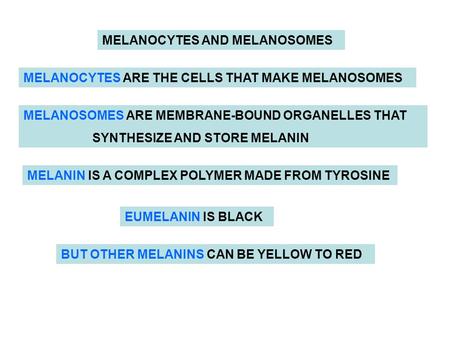 MELANOCYTES AND MELANOSOMES MELANOCYTES ARE THE CELLS THAT MAKE MELANOSOMES MELANOSOMES ARE MEMBRANE-BOUND ORGANELLES THAT SYNTHESIZE AND STORE MELANIN.