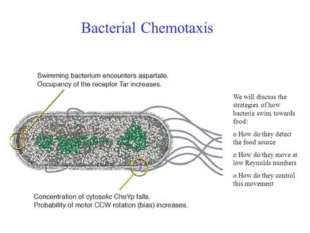 Bacterial Chemotaxis We will discuss the strategies of how bacteria swim towards food: o How do they detect the food source o How do they move at low Reynolds.