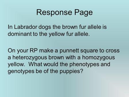 Response Page In Labrador dogs the brown fur allele is dominant to the yellow fur allele. On your RP make a punnett square to cross a heterozygous brown.