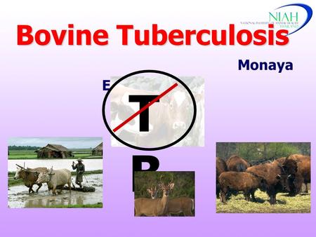 Bovine Tuberculosis Monaya Ekgatat NIAH TBTB. - Introduction - Etiology & Epidemiology - Clinical Signs - Post mortem lesions - Diagnosis - Public Health.