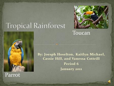 By: Joesph Hoselton, Kaitlyn Michael, Cassie Hill, and Vanessa Cottrill Period 6 January 2011 Toucan Parrot.