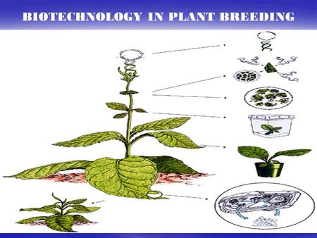 BIOTECHNOLOGY IN PLANT BREEDING