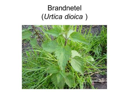 Brandnetel (Urtica dioica ). Akkerviooltje (Viola arvensis )