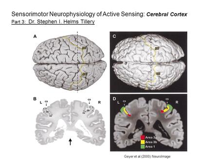 Geyer et al.(2000) NeuroImage Part 3: Dr. Stephen I. Helms Tillery Sensorimotor Neurophysiology of Active Sensing: Cerebral Cortex.