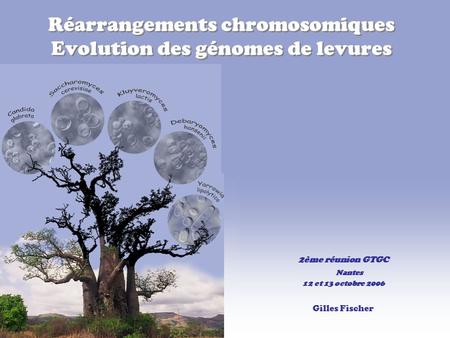 Réarrangements chromosomiques Evolution des génomes de levures 2ème réunion GTGC Nantes 12 et 13 octobre 2006 Gilles Fischer.