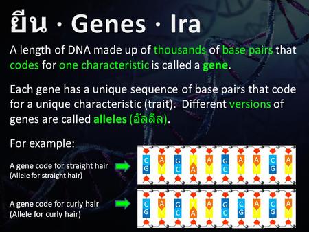 A length of DNA made up of thousands of base pairs that codes for one characteristic is called a gene. Each gene has a unique sequence of base pairs that.