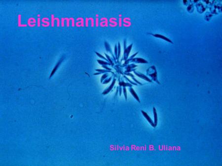 Leishmaniasis Silvia Reni B. Uliana. Leishmania Family Trypanosomatidae Genus Leishmania Sub-genera Leishmania Viannia More than 30 species already described.