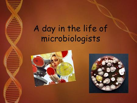 A day in the life of microbiologists. Questions Donner les 5 catégories de microbiologistes mentionnés dans l’extrait. Préciser le rôle de chacun. Quel.