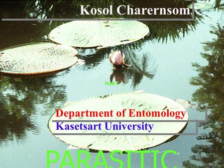 Kosol Charernsom Kasetsart University Department of Entomology PARASITIC INSECTS.