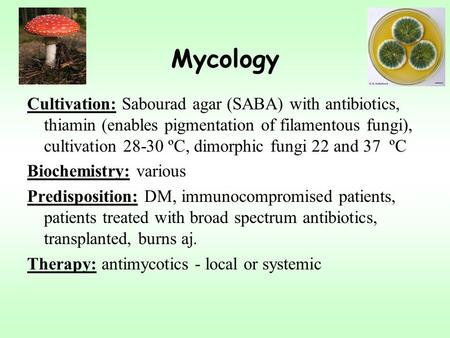 Mycology Cultivation: Sabourad agar (SABA) with antibiotics, thiamin (enables pigmentation of filamentous fungi), cultivation 28-30 ºC, dimorphic fungi.