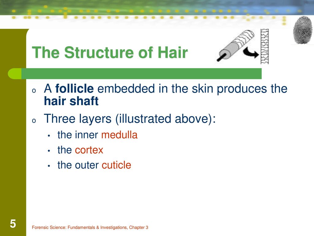 Identify The Various Parts Of A Hair Ppt Download