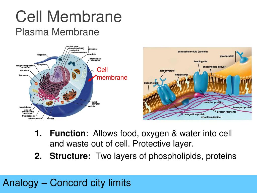 cell organelles eukaryotic cells ppt download cell membrane analogy