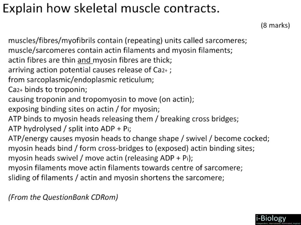 Movement Essential Idea The Roles Of The Musculoskeletal System