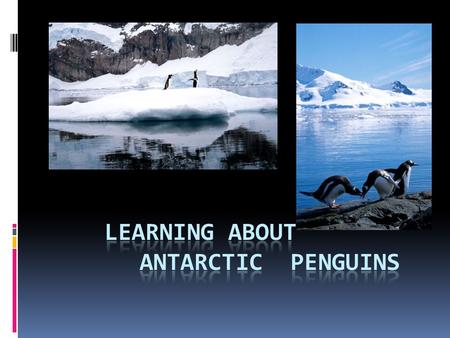 LEARNING ABOUT ANTARCTIC PENGUINS