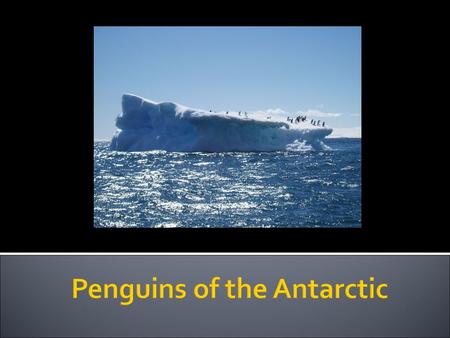 Penguin Quiz How many different species of penguins are there on Earth? A. 13 B. 17 C. 7.