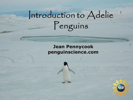 1 Jean Pennycook penguinscience.com Introduction to Adelie Penguins.