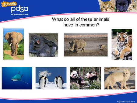 Registered charity no. 208217 What do all of these animals have in common?