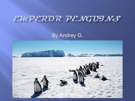 By Andrey G..  Emperor penguins eat fish, krill, and squid.  They can live 15-50 years long. They’re 1.1 -1.3 meters tall.  Their speed in the water.