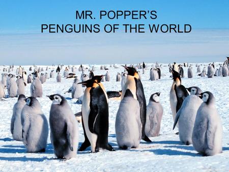 Mr. Popper’s MR. POPPER’S PENGUINS OF THE WORLD.  What distinguish the adélie penguin from other species of penguins is the white rings around the eyes.