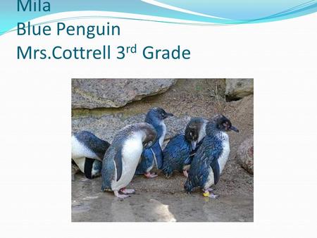 Mila Blue Penguin Mrs.Cottrell 3 rd Grade. Appearance It has a blue-gray back-white chin,throat, and front side. It has blue-dark gray flippers. It has.
