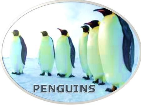 Penguins are a group of aquatic flightless birds living almost exclusively in the southern hemisphere, especially in Antarctica. There are eighteen.
