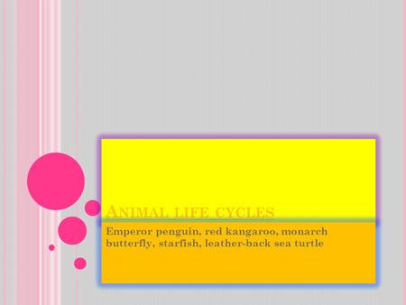 A NIMAL LIFE CYCLES Emperor penguin, red kangaroo, monarch butterfly, starfish, leather-back sea turtle.