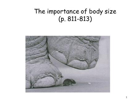 The importance of body size (p. 811-813) 1. The sad history of an elephant and LSD In 1962 a group of “researchers” (led by a psychiatrist called Jolly.