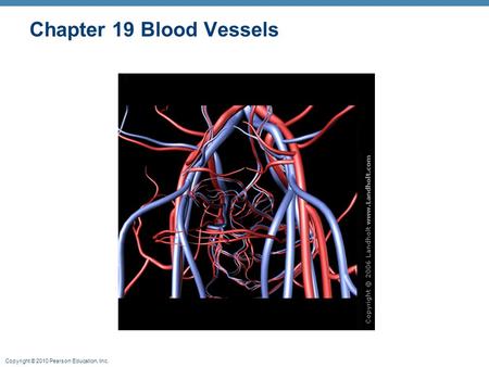 Chapter 19 Blood Vessels.