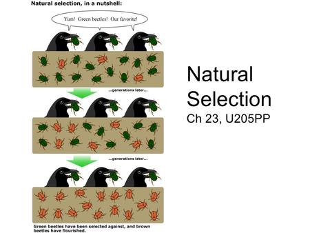 Natural Selection Ch 23, U205PP. Natural selection is the primary mechanism of adaptive evolution Natural selection –Accumulates and maintains favorable.