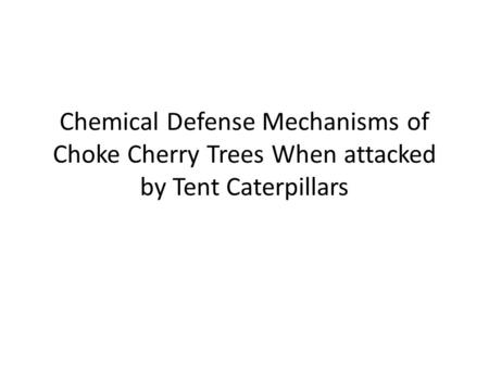 Chemical Defense Mechanisms of Choke Cherry Trees When attacked by Tent Caterpillars.