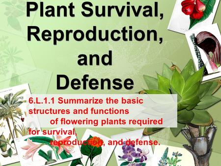 Plant Survival, Reproduction, and Defense 6.L.1.1 Summarize the basic structures and functions of flowering plants required for survival, reproduction,