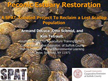 Peconic Estuary Restoration A SPAT-Assisted Project To Reclaim a Lost Scallop Population Armand DeLuca,Otto Schmid, and Kim Tetrault. Southold Project.