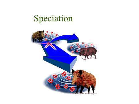 Speciation. Species Definition Biological species: a reproductively isolated group in which all individuals potentially or actually interbreed amongst.