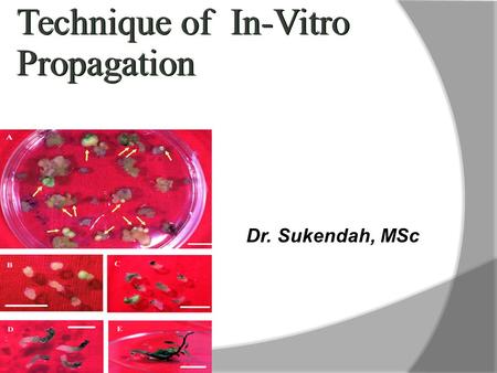 Technique of In-Vitro Propagation Dr. Sukendah, MSc.