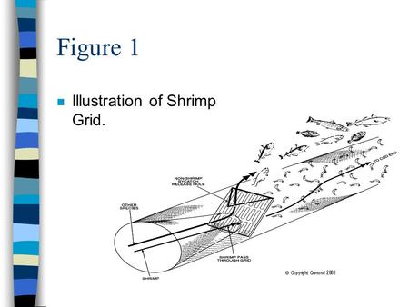 Figure 1 n Illustration of Shrimp Grid.. Figure 2 n Illustration of Fish/Silver Hake grid.
