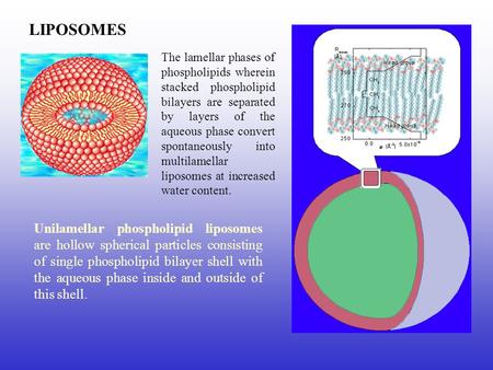 LIPOSOMES Unilamellar phospholipid liposomes are hollow spherical particles consisting of single phospholipid bilayer shell with the aqueous phase inside.