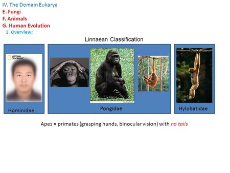 IV. The Domain Eukarya E. Fungi F. Animals G. Human Evolution 1. Overview: Hominidae PongidaeHylobatidae Apes = primates (grasping hands, binocular vision)