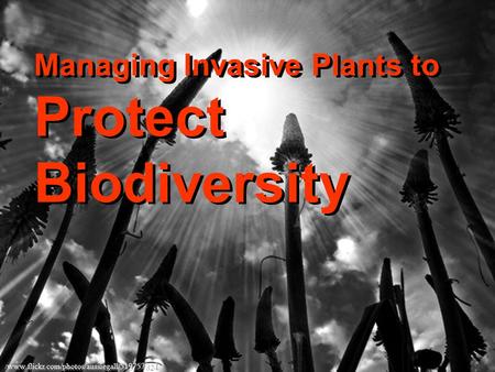 / www.flickr.com/photos/aussiegall/519757824 / Managing Invasive Plants to Protect Biodiversity.