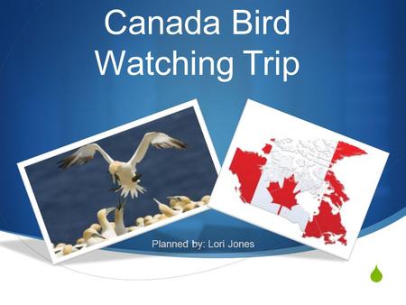 Canada Bird Watching Trip Planned by: Lori Jones.