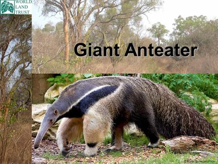 Giant Anteater © Negaro/Flickr. Scientific name is Myrmecophaga tridactyla Giant Anteater Found in Central America (Mexico, Nicaragua, Costa.