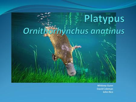 Platypus Ornithorhynchus anatinus