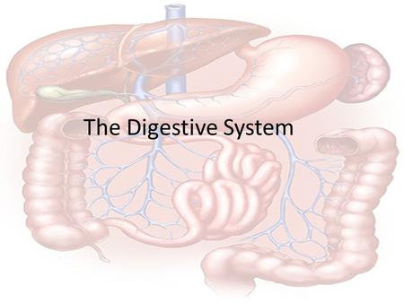 The Digestive System Hungry Anyone? Digestion The process of ______________food into small ___________ so that they can be ____________ into the blood.