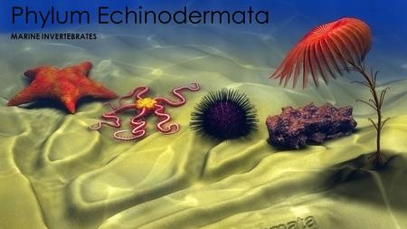 Phylum Echinodermata Marine Invertebrates.