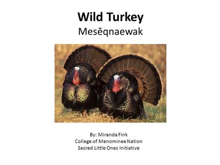 Wild Turkey Mesēqnaewak By: Miranda Fink College of Menominee Nation Sacred Little Ones Initiative.