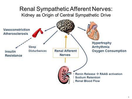 Hypertrophy Arrhythmia Oxygen Consumption Vasoconstriction Atherosclerosis Insulin Resistance Renal Sympathetic Afferent Nerves: Kidney as Origin of Central.