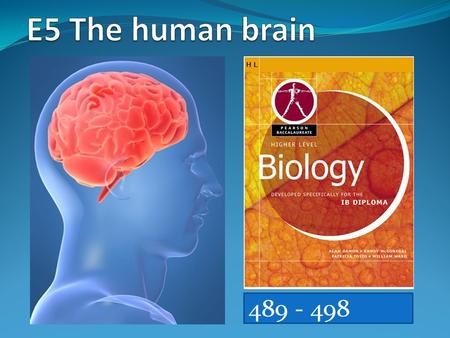 489 - 498. Assessment Statements E.5.1 Label, on a diagram of the brain, the medulla oblongata, cerebellum, hypothalamus, pituitary gland and cerebral.