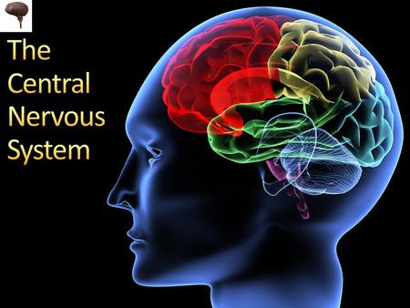 The Central Nervous System