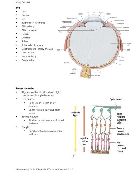 Central retinal artery and vein Optic nerve Vitreous body Conjunctiva
