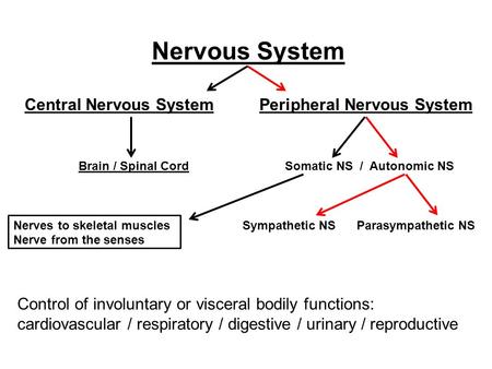 Nervous System Central Nervous System Peripheral Nervous System Brain / Spinal Cord Somatic NS / Autonomic NS Nerves to skeletal muscles Sympathetic NS.