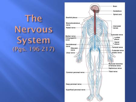 The Nervous System (Pgs )
